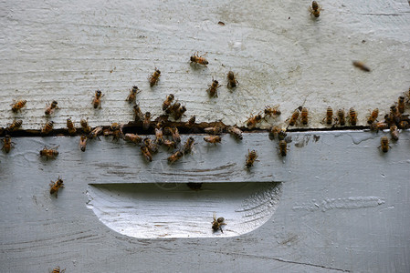 蜂巢上的蜜蜂群图片