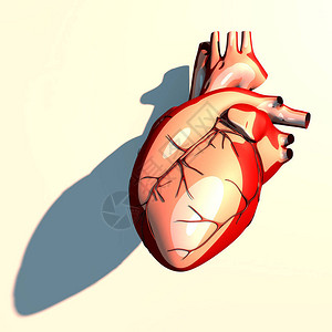右心房心脏是一种肌肉器官设计图片