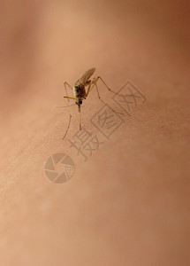 糟透了蚊子吸血的特写照片背景