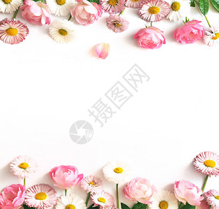 白色背景上的玫瑰和雏菊花框图片
