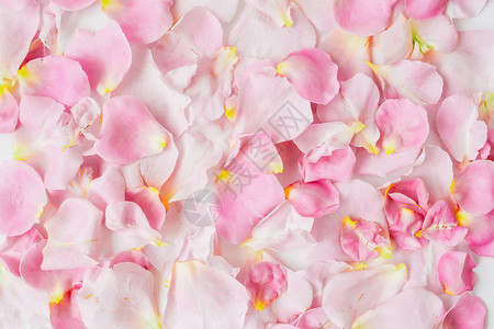 一堆淡粉色玫瑰花瓣的近景背景图片