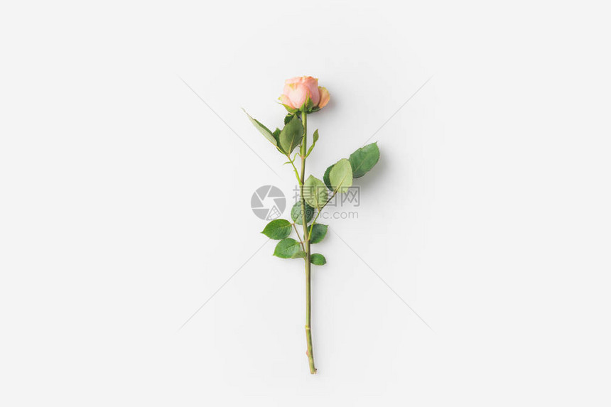 花朵美丽的玫瑰花白图片