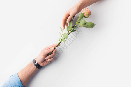 用粉红玫瑰花的手将白色的花图片