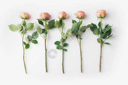 美丽的粉红玫瑰花朵将果子放在一排与白背景图片