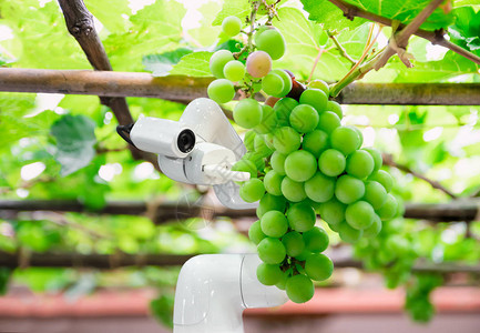 农业中的智能机器人农民葡萄未来机器人自动化图片