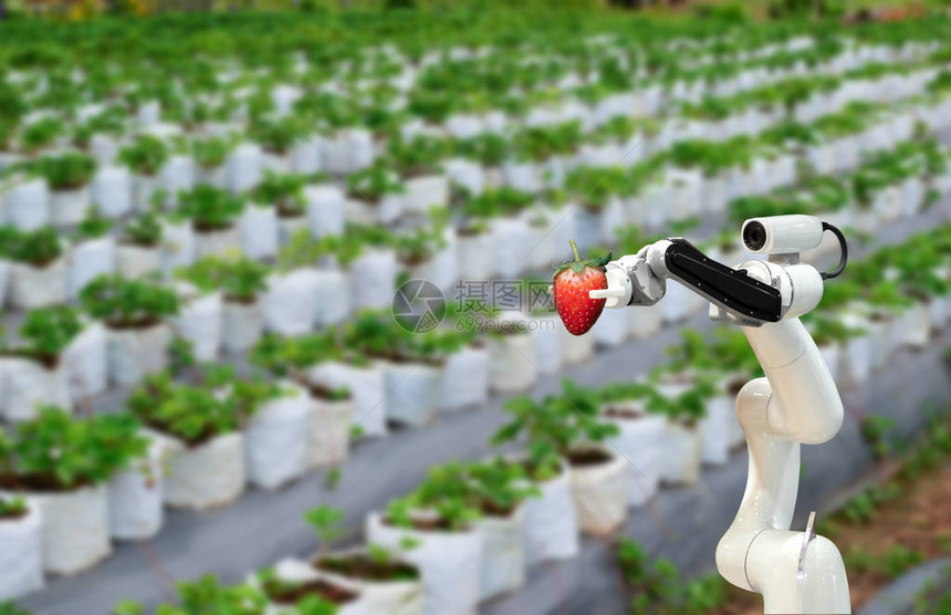 智能机器人农民草莓在农业未来机器人自动化工图片