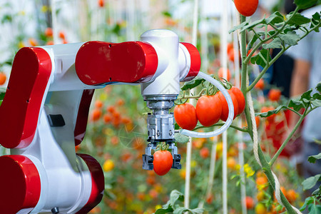 在农业未来机器人自动化中与智能机器人农民一起收获图片