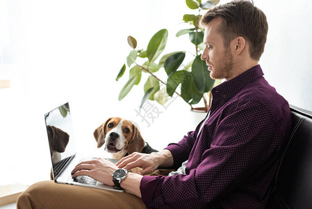 在家办公室坐在沙发附近的Beagle时使用笔记本电脑的男图片