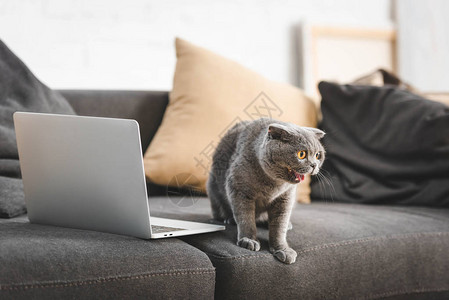 灰色苏格兰折耳猫在带笔记本电脑的图片