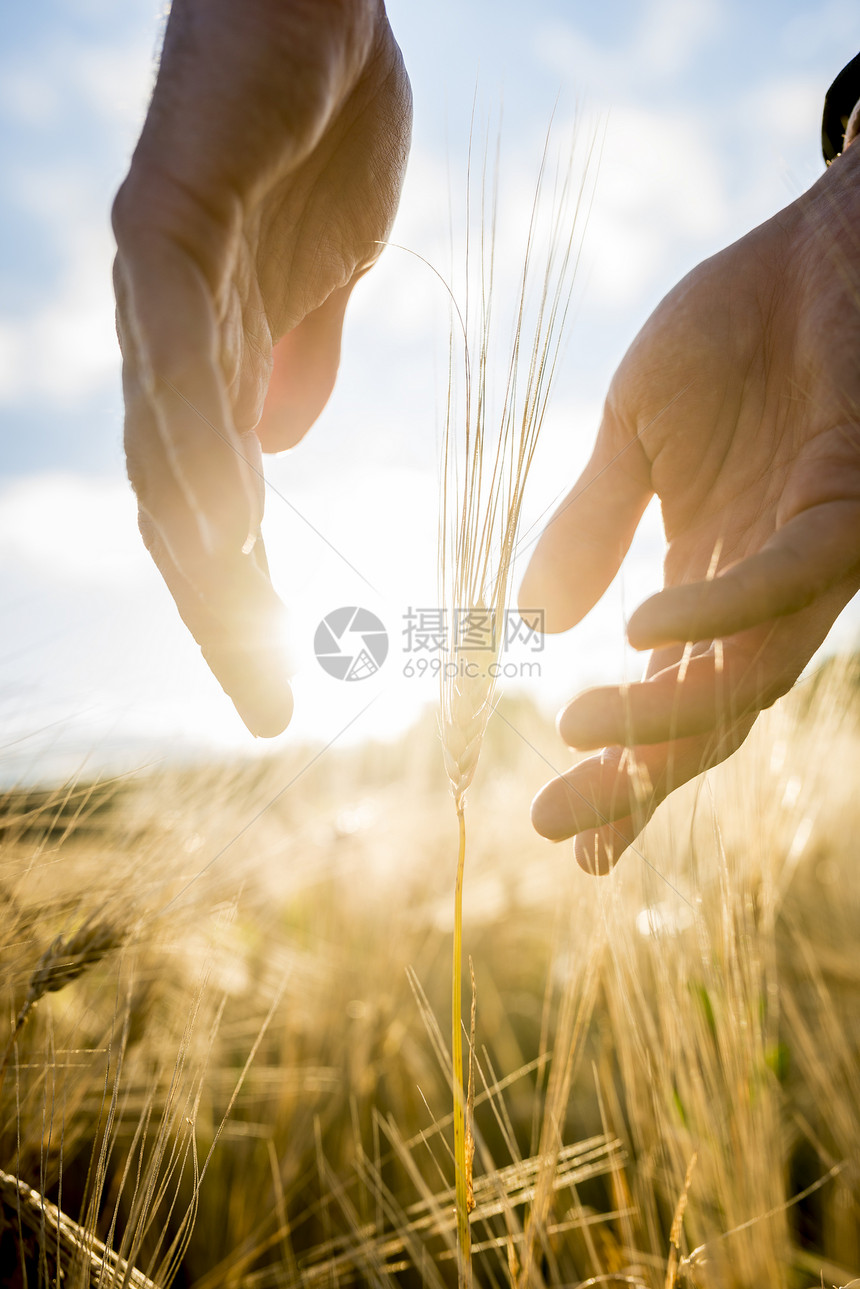 农艺师或农民在农田里双手捧着麦穗图片