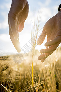 农艺师或农民在农田里双手捧着麦穗图片