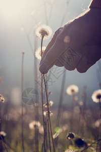 一个男人的手伸出手来挑一个花朵钟用它脆弱的种子头在早晨的太阳和迷雾图片