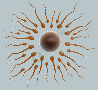 精子和卵细胞背景图片