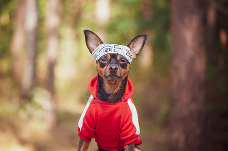健身犬在自然的夏季秋季背景下穿着运动服的狗运图片