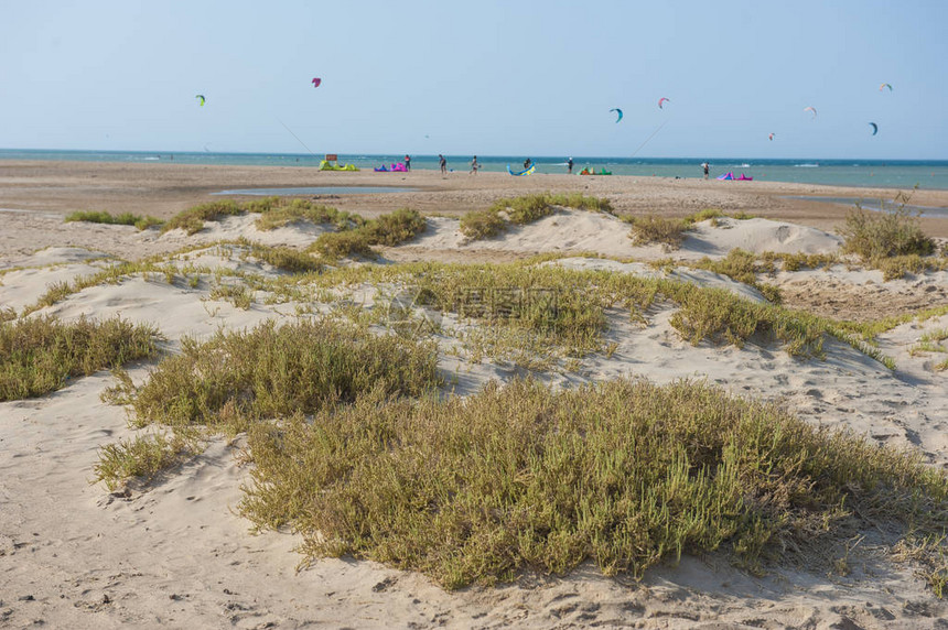 在沙丘上与沙热带海岸滩上的风筝冲浪图片