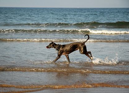 狗在沙滩上奔跑图片