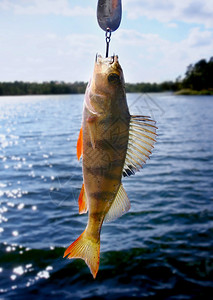 鱼鲈鱼瑞典图片