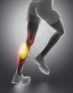 小腿肌肉解剖高清图片
