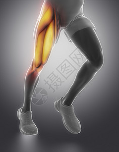 大腿肌肉解剖图片
