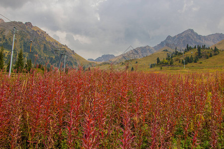 山上的红色植物图片