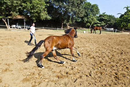 女骑手在马术课上练马图片