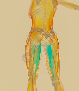 面肌瘫痪内收肌解剖模型3d插图设计图片