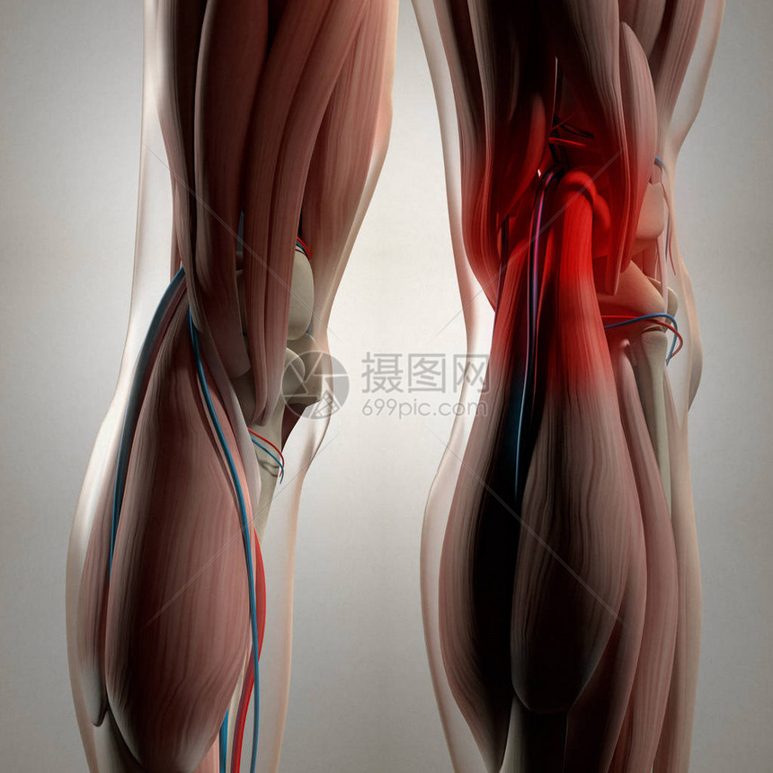 人体腿部解剖学3d插图图片