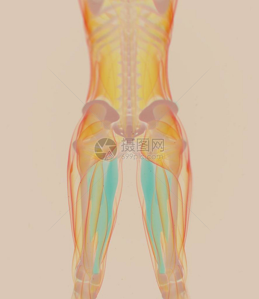 内收肌解剖模型3d插图图片