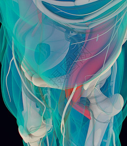 psoas解剖模型图片