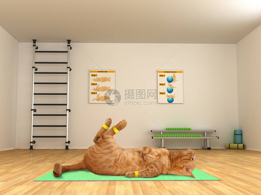 有趣的猫正在做运动剪式仰卧起坐图片