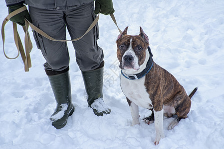 PitbullDog坐在雪上训练员旁边图片