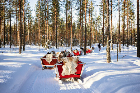 在芬兰拉普兰罗瓦涅米冬季森林中游猎的图片