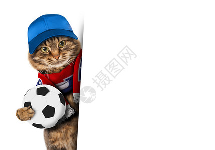 带足球的滑稽猫图片