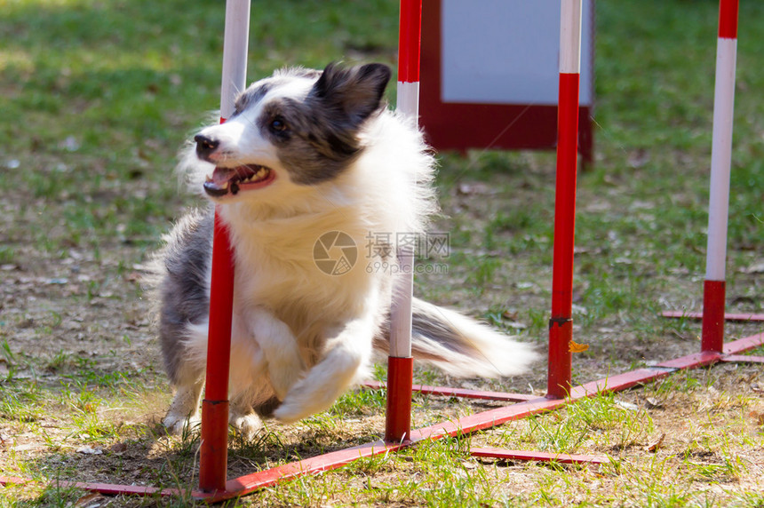 敏捷的狗和蓝梅尔边境牧羊犬图片