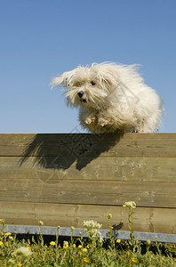 一只跳跃的马耳他狗在敏捷训练中的肖像图片