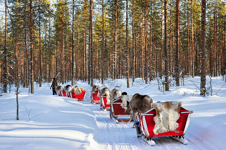 芬兰北部拉普兰罗瓦涅米的冬季森林里的人一起骑着驯鹿滑图片