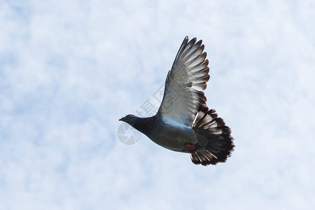 信鸽飞翔的翅膀对着白色的天空图片