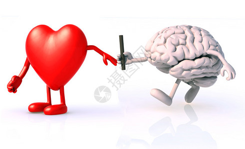 大脑和心脏器官图片