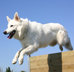 跳跃的白色德国牧羊犬图片