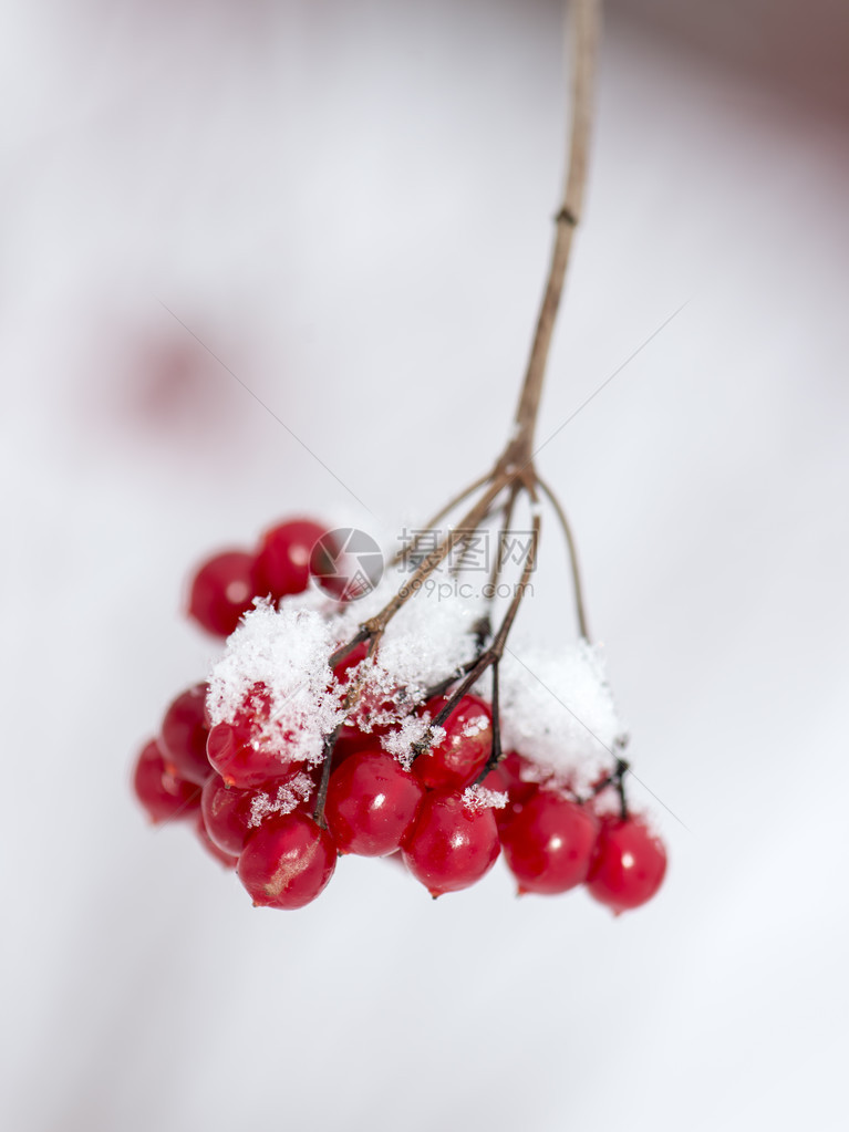 雪中的红浆果有霜图片