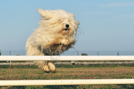 在敏捷训练中跳跃纯种马耳他犬图片