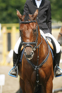 与骑师比赛时一匹马的爆头图片