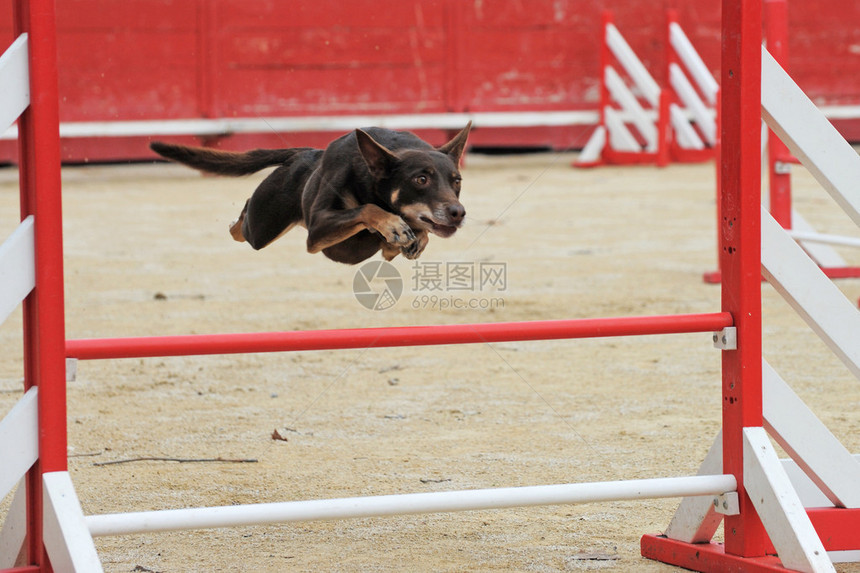 在敏捷比赛中跳跃的红色澳大利亚牧牛犬图片