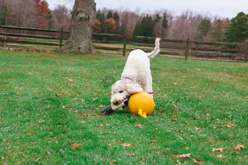 一只年轻的金色小狗在绿色的草地院子里图片