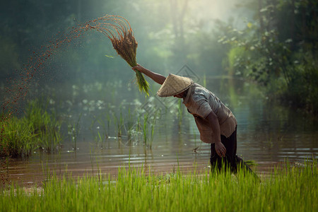泰国农民在稻田工作这是亚洲农图片