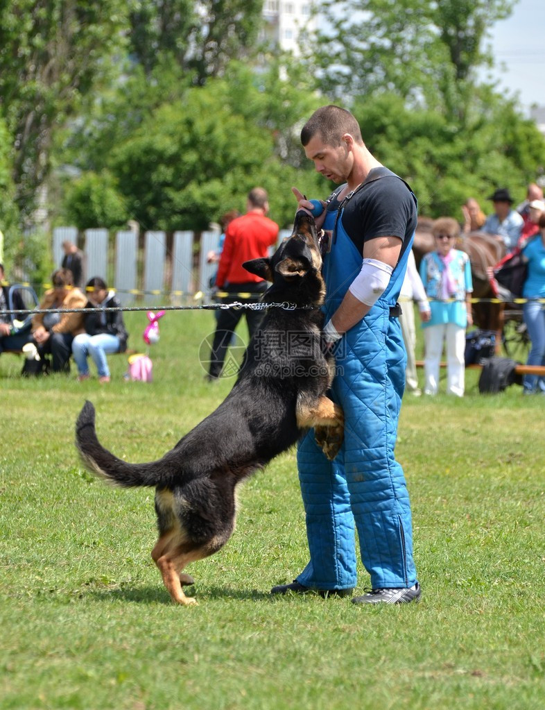 警犬训练图片