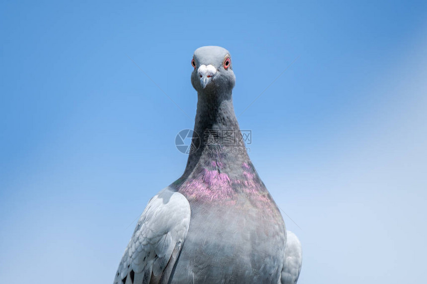 鸽子在蓝天上作为相机镜头背景的图片