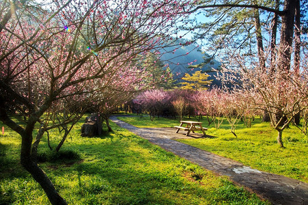武林农场的美丽樱花园供广告或图片
