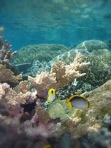 澳大利亚昆士兰大堡礁水下场景背景图片