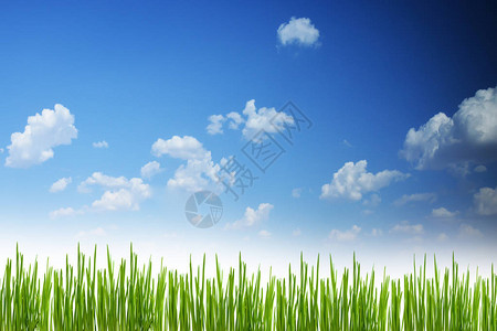 与蓝天的新鲜的春天绿草背景图片
